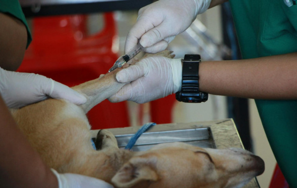 A Cámara galega pide ao Goberno suspender a aplicación do decreto veterinario ata lograr consenso