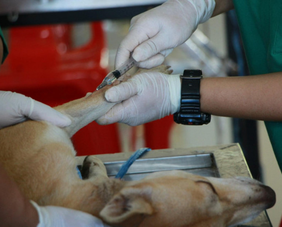 Galicia2VETERINARIOS