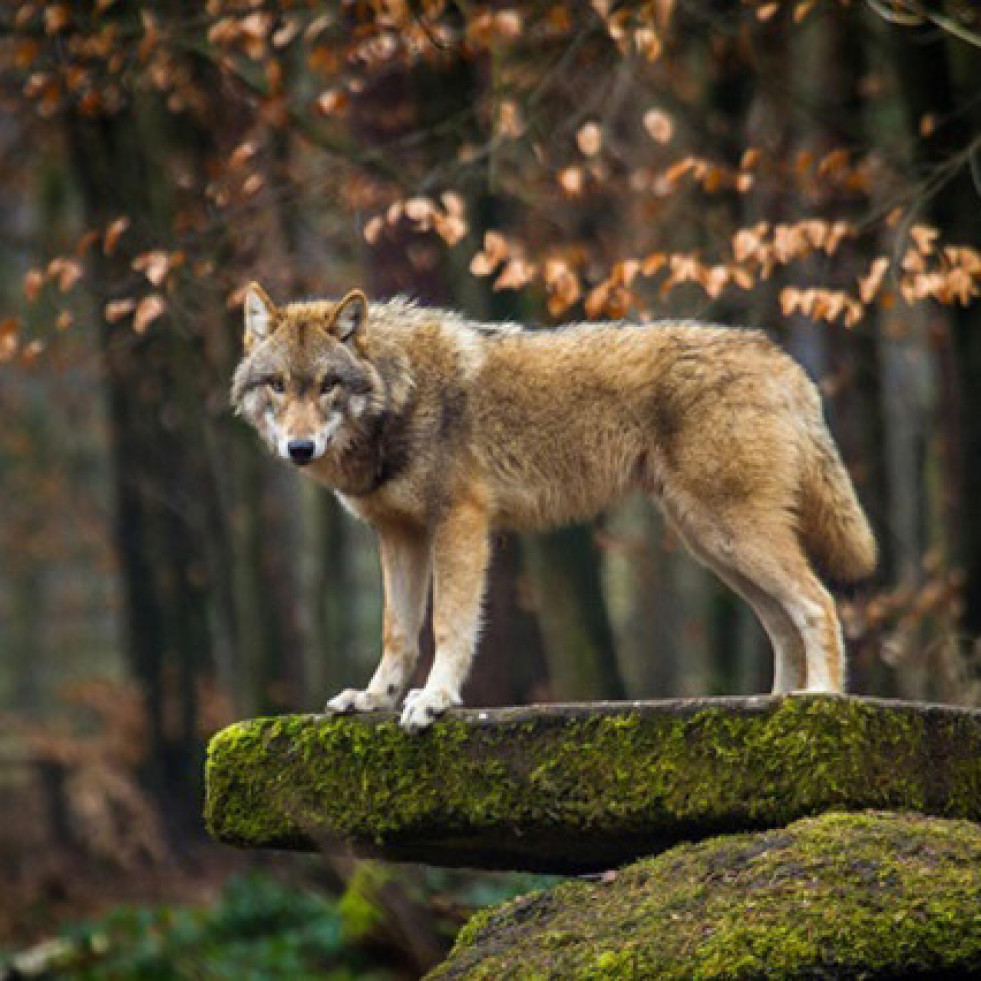 Lobo 20510582 1