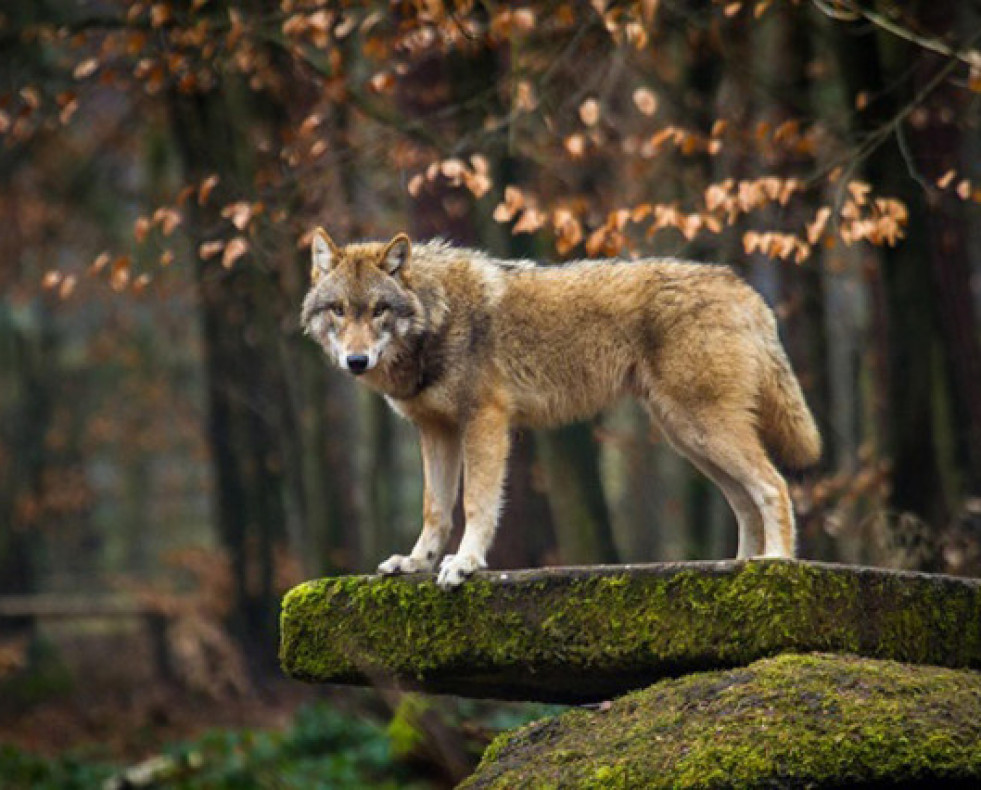 Lobo 20510582 1