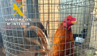 Investigados en Coristanco por organizar peleas de gallos ilegales