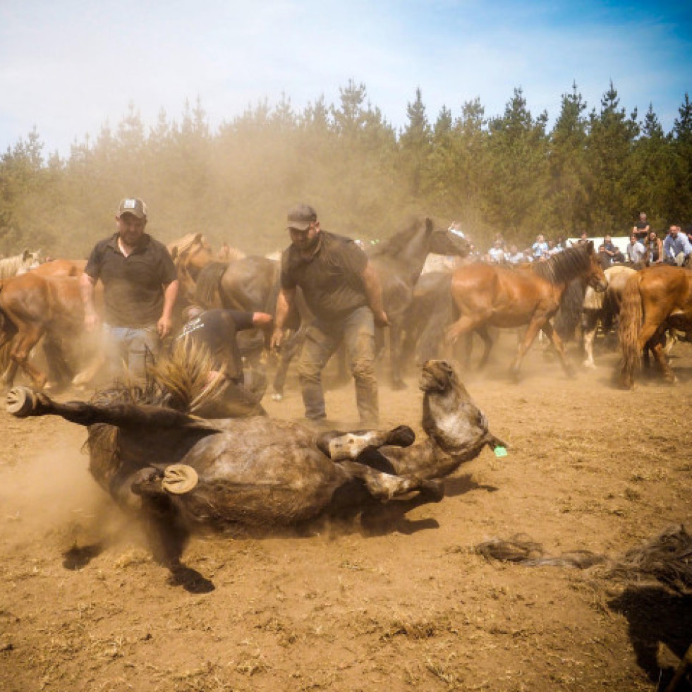Caballos