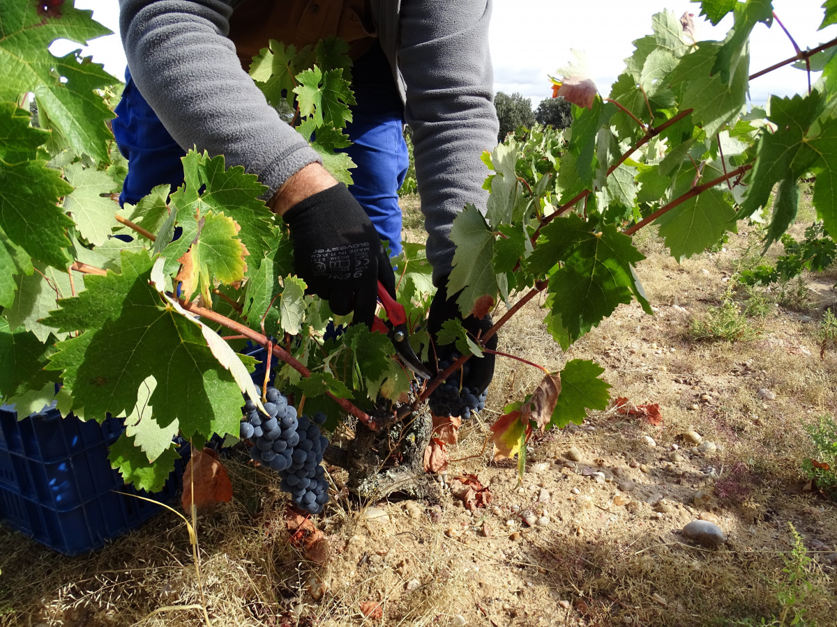 Trabajo minucioso con la uva en Bodegas Dominio de Atauta,