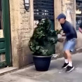 Hombre arbol (1)