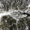 Arboles contrapicado 01