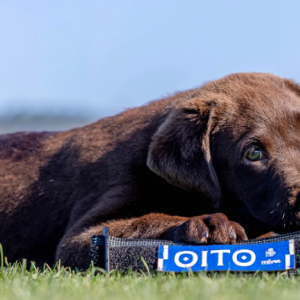 Oito