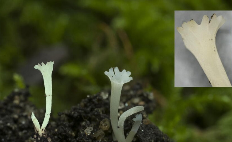 Un achado galego con selo da USC: descubren en Cortegada unha nova especie de fungo