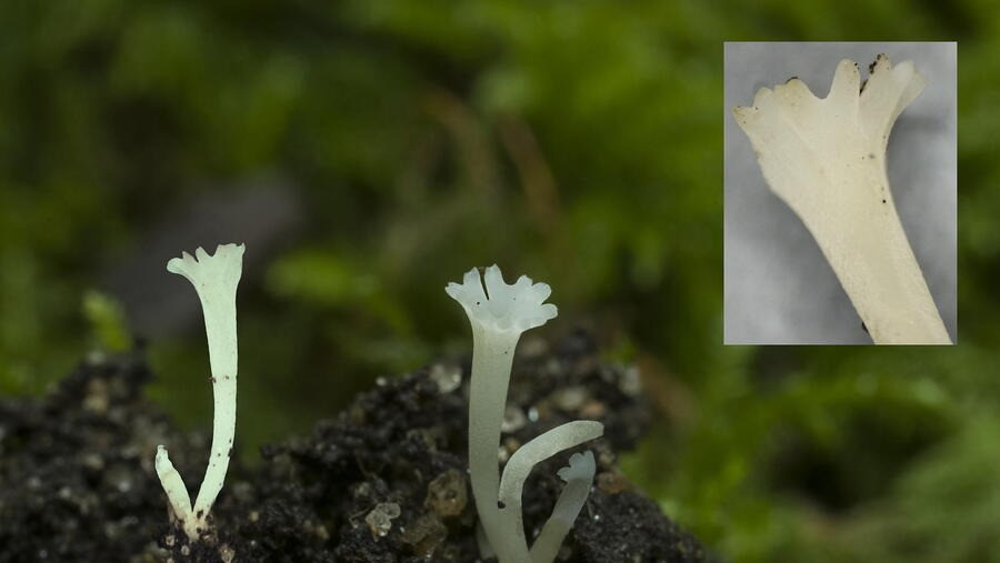 Un achado galego con selo da USC: descubren en Cortegada unha nova especie de fungo