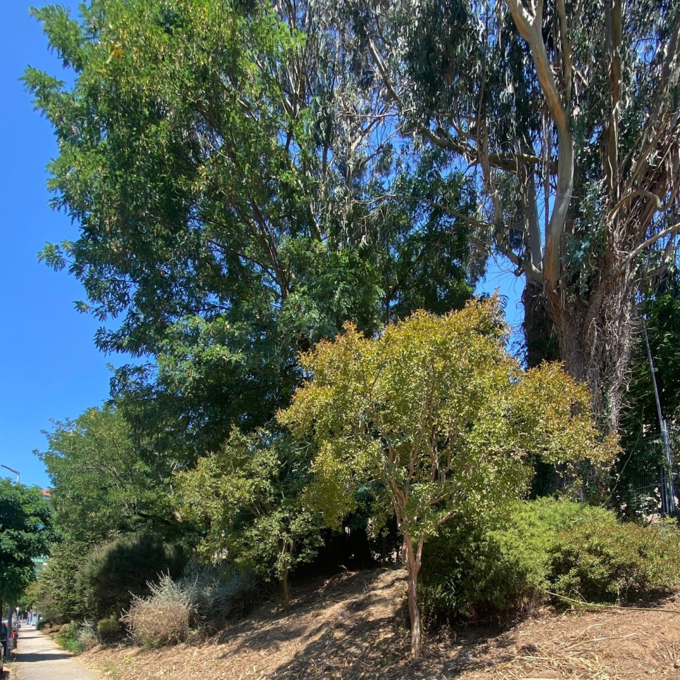 Avanzan os traballos para transformar Pontepedriña nun barrio verde