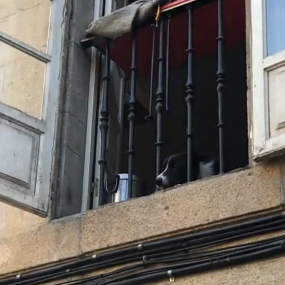 El perrito viral de la calle del Franco de Santiago