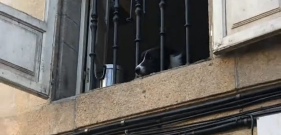 El perrito viral de la calle del Franco de Santiago