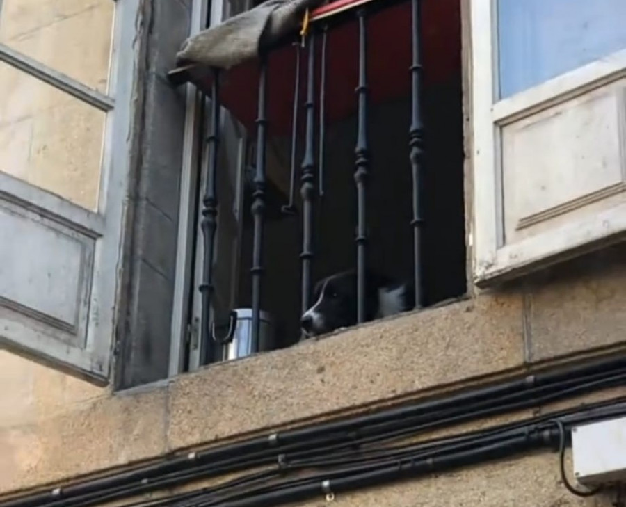 El perrito viral de la calle del Franco de Santiago