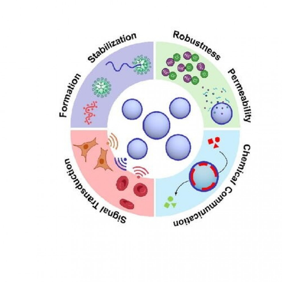 O CiQUS crea un novo modelo de célula artificial máis resistente e funcional