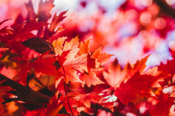 Jeremy thomas Qw2CUd 9OWo unsplash